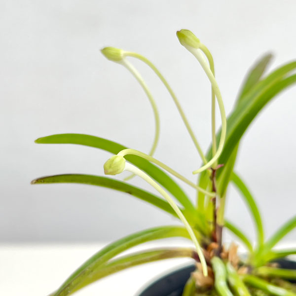 (わけあり特価)フウキラン(富貴蘭):八重衣2.5号鉢植え