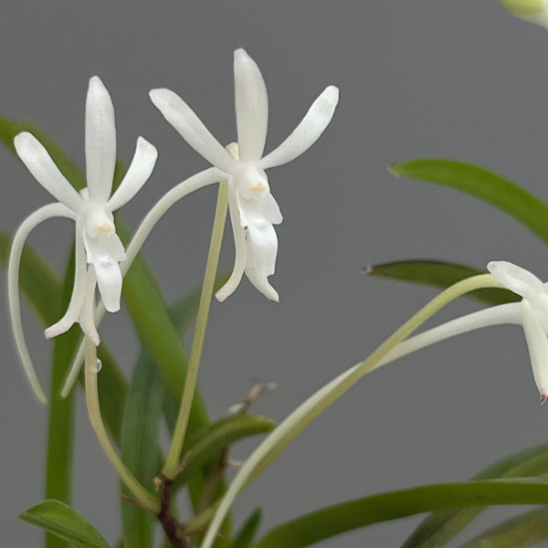 (わけあり特価)フウキラン(富貴蘭):八重衣2.5号鉢植え