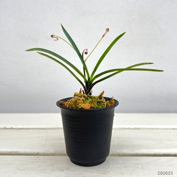 (わけあり特価)フウキラン(富貴蘭):引佐紅2.5号鉢植え