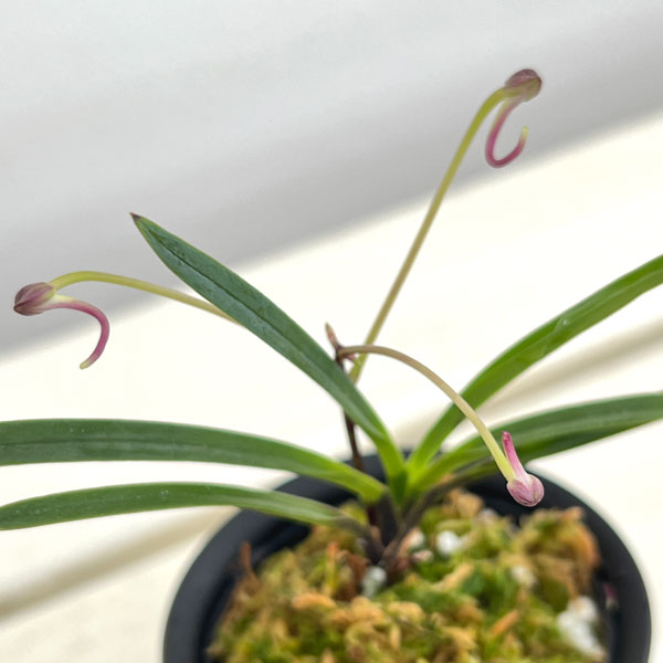 (わけあり特価)フウキラン(富貴蘭):引佐紅2.5号鉢植え