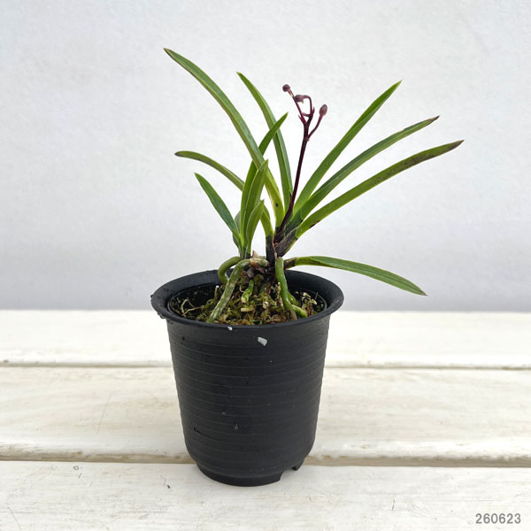 (わけあり特価)フウキラン(富貴蘭):朱天玉2.5号鉢植え