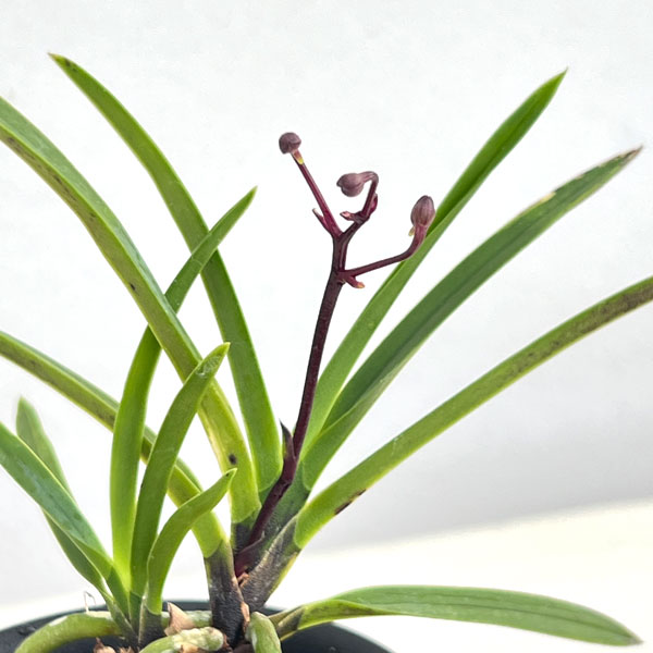 (わけあり特価)フウキラン(富貴蘭):朱天玉2.5号鉢植え
