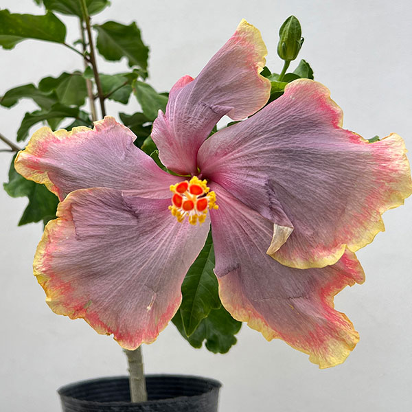 ハイビスカス：ネバーランド 4.5号鉢植え