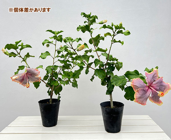 ハイビスカス：ネバーランド 4.5号鉢植え