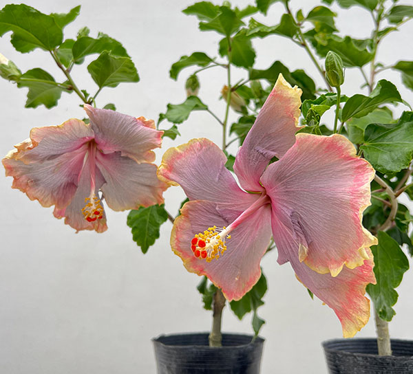 ハイビスカス：ネバーランド 4.5号鉢植え