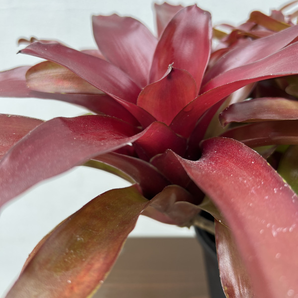 ネオレゲリア:リオ・オブ・リオ(コンパクトタイプ) 5号鉢植え