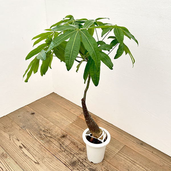 パキラ:グラブラ (実生株) 6号鉢植え26-08