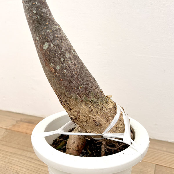 パキラ:グラブラ (実生株) 6号鉢植え26-08