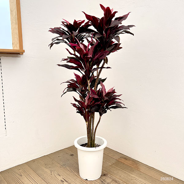 ドラセナ:sp 8号鉢植え