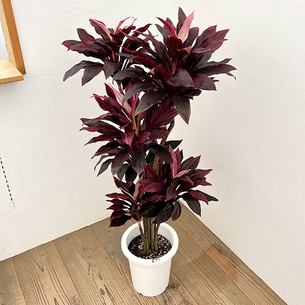 ドラセナ:sp 8号鉢植え