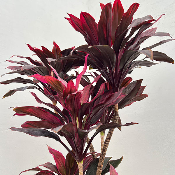 ドラセナ:sp 8号鉢植え