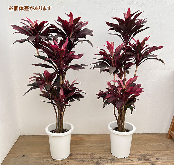 ドラセナ:sp 8号鉢植え