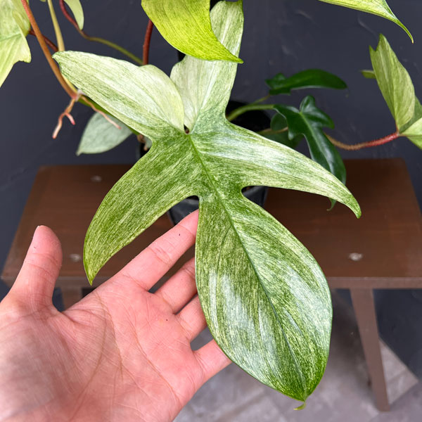 フィロデンドロン:フロリダゴーストミント(支柱仕立て) 5号鉢植え