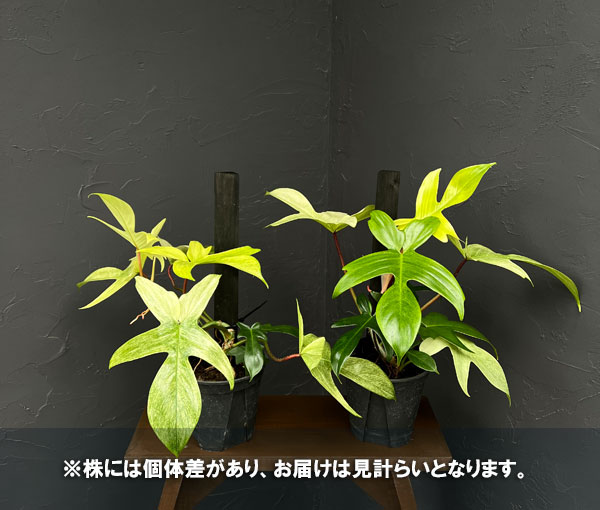 フィロデンドロン:フロリダゴーストミント(支柱仕立て) 5号鉢植え