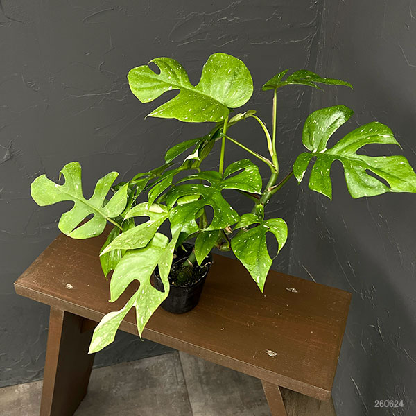 ヒメモンステラ:むらかみ園芸オリジナルヒメモンス斑入り 3号ポット26-01