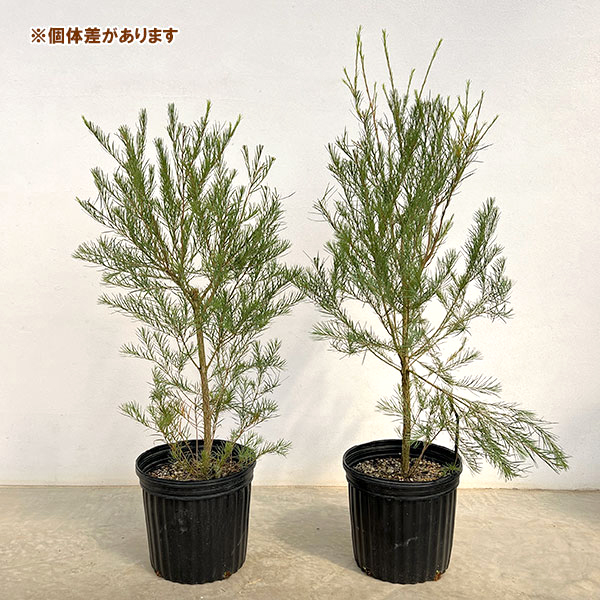 メラレウカ:メディカルティーツリー 7号鉢植え
