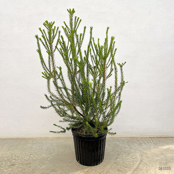 バンクシア：ヒースバンクシア（エリシフォリア）7号鉢植え
