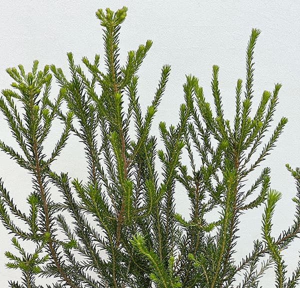 バンクシア：ヒースバンクシア（エリシフォリア）7号鉢植え