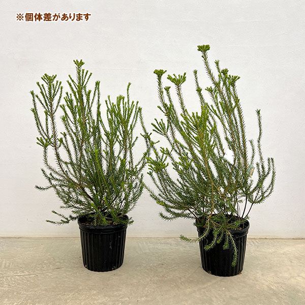 バンクシア：ヒースバンクシア（エリシフォリア）7号鉢植え