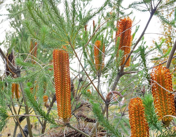 バンクシア：ヒースバンクシア（エリシフォリア）7号鉢植え