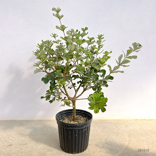 バンクシア:コーストバンクシア7号鉢植え