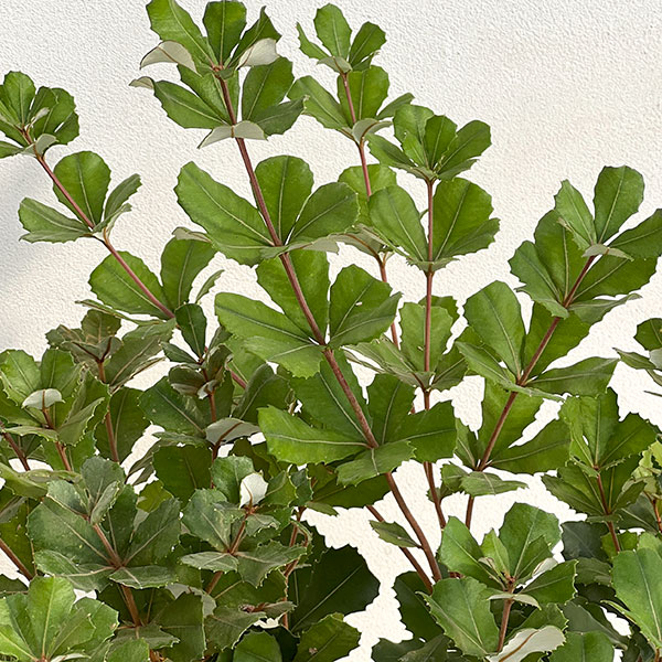 バンクシア:コーストバンクシア7号鉢植え