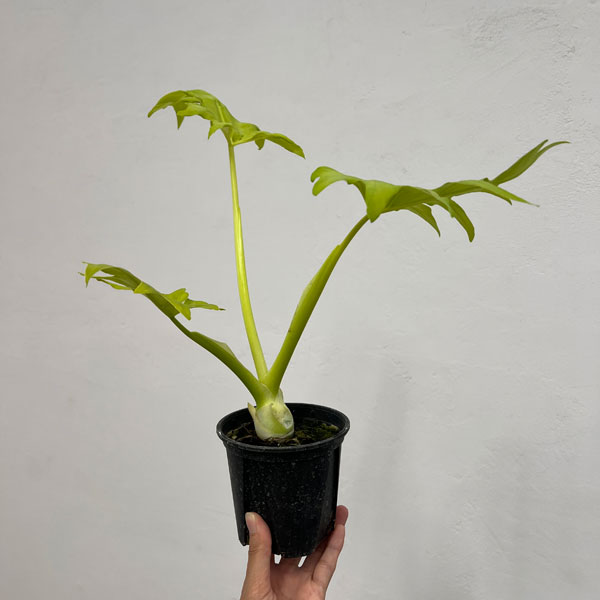 フィロデンドロン：ワルセビッチ　フラバムオーレア　3.5号鉢植え