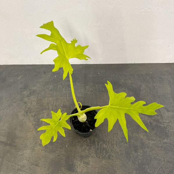 フィロデンドロン：ワルセビッチ　フラバムオーレア　3.5号鉢植え