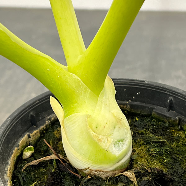 フィロデンドロン：ワルセビッチ　フラバムオーレア　3.5号鉢植え