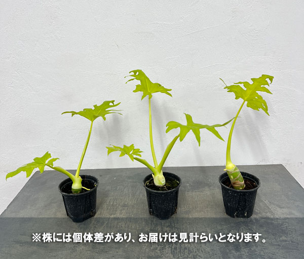 フィロデンドロン：ワルセビッチ　フラバムオーレア　3.5号鉢植え