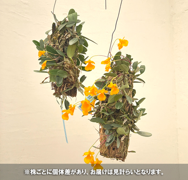 アグレガタム:ジェンケンシーコルク板付け