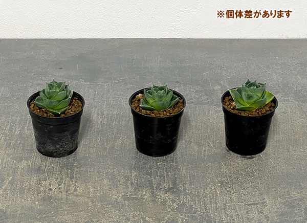 アガベ:ブルーグローピクシー 2号
