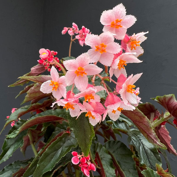 ベゴニア(木立):ジニー エクストラ(矮性品種) 4号鉢植え