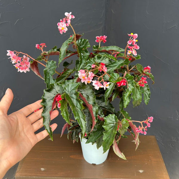 ベゴニア(木立):ジニー エクストラ(矮性品種) 4号鉢植え