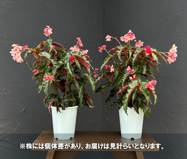 ベゴニア(木立):ジニー エクストラ(矮性品種) 4号鉢植え