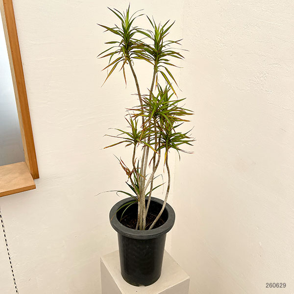 ドラセナ:コンシンネ パメラ 7号鉢植え