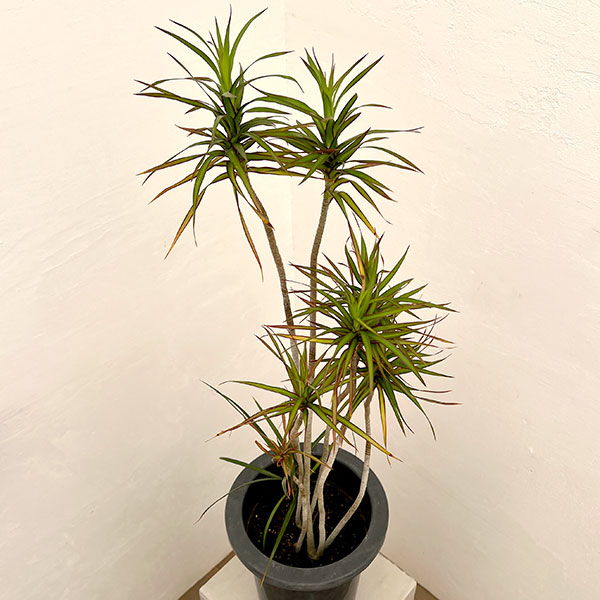 ドラセナ:コンシンネ パメラ 7号鉢植え