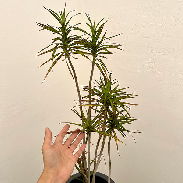 ドラセナ:コンシンネ パメラ 7号鉢植え