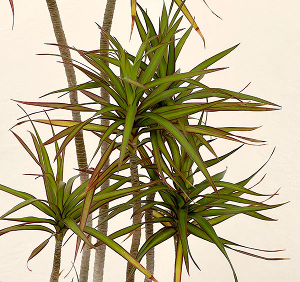 ドラセナ:コンシンネ パメラ 7号鉢植え