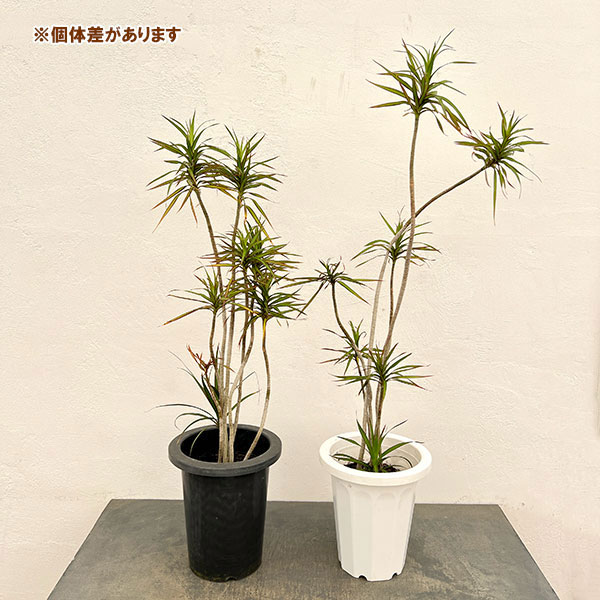 ドラセナ:コンシンネ パメラ 7号鉢植え