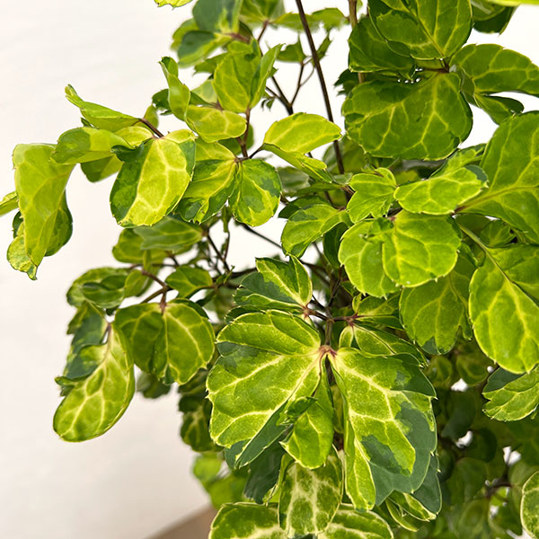 ポリシャス:マルギナータ 7号鉢植え