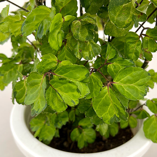 ポリシャス:マルギナータ 7号鉢植え