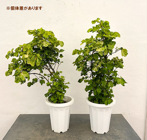 ポリシャス:マルギナータ 7号鉢植え