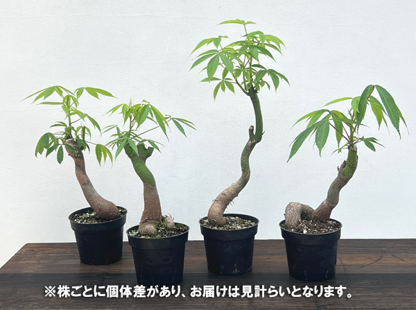 トックリキワタ:セレクト株 4号ポット