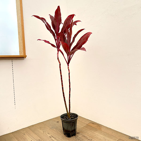 ドラセナ:ルビー 7号鉢植え