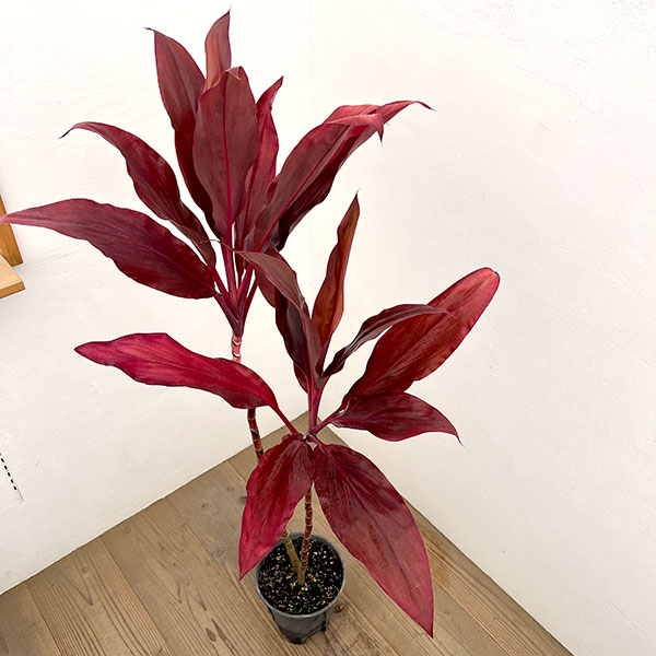 ドラセナ:ルビー 7号鉢植え