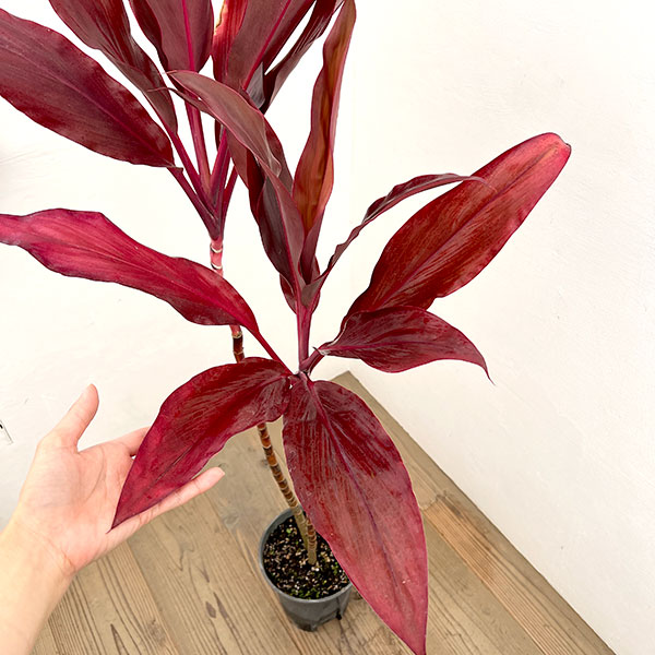ドラセナ:ルビー 7号鉢植え