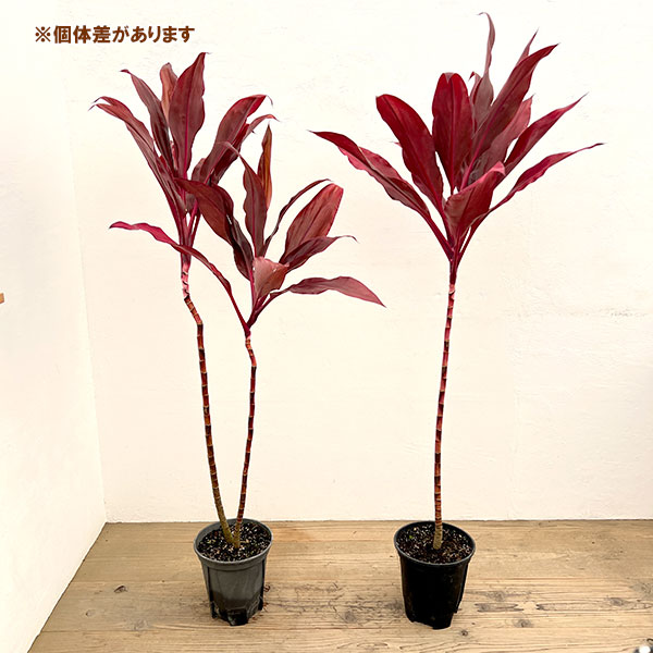 ドラセナ:ルビー 7号鉢植え