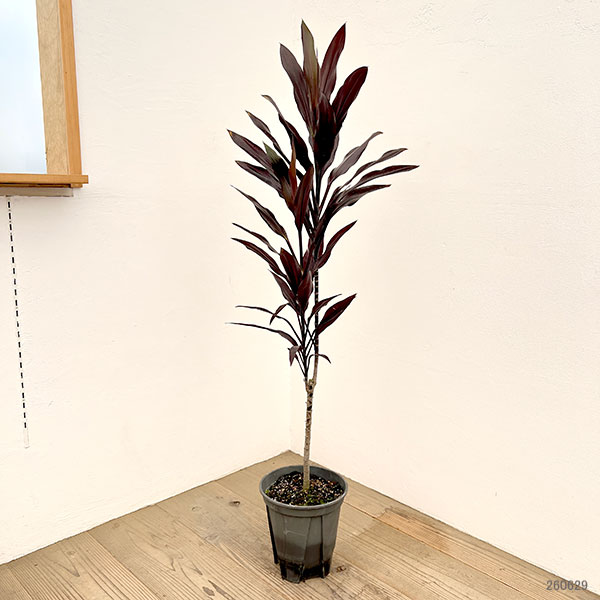 コルジリネ：カルバブラック　7号鉢植え
