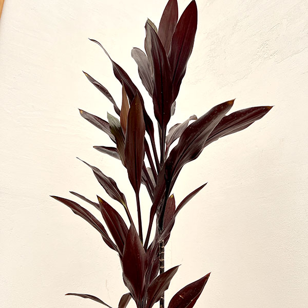 コルジリネ：カルバブラック　7号鉢植え